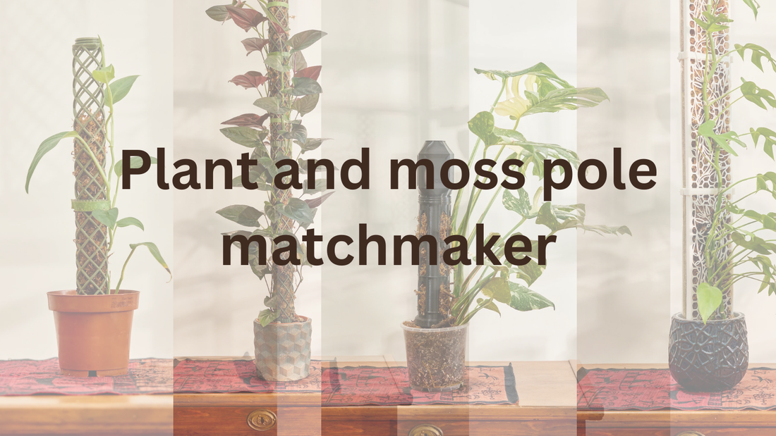 plants on different moss poles in a row and text: plant and moss pole matchmaker