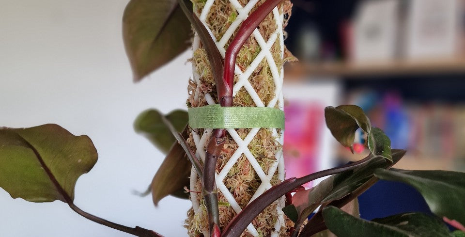 image of Mythos 3Design moss pole zoomed in: white moss pole, pink princess plant