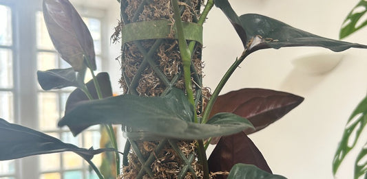Syngonium success: why they love moss poles