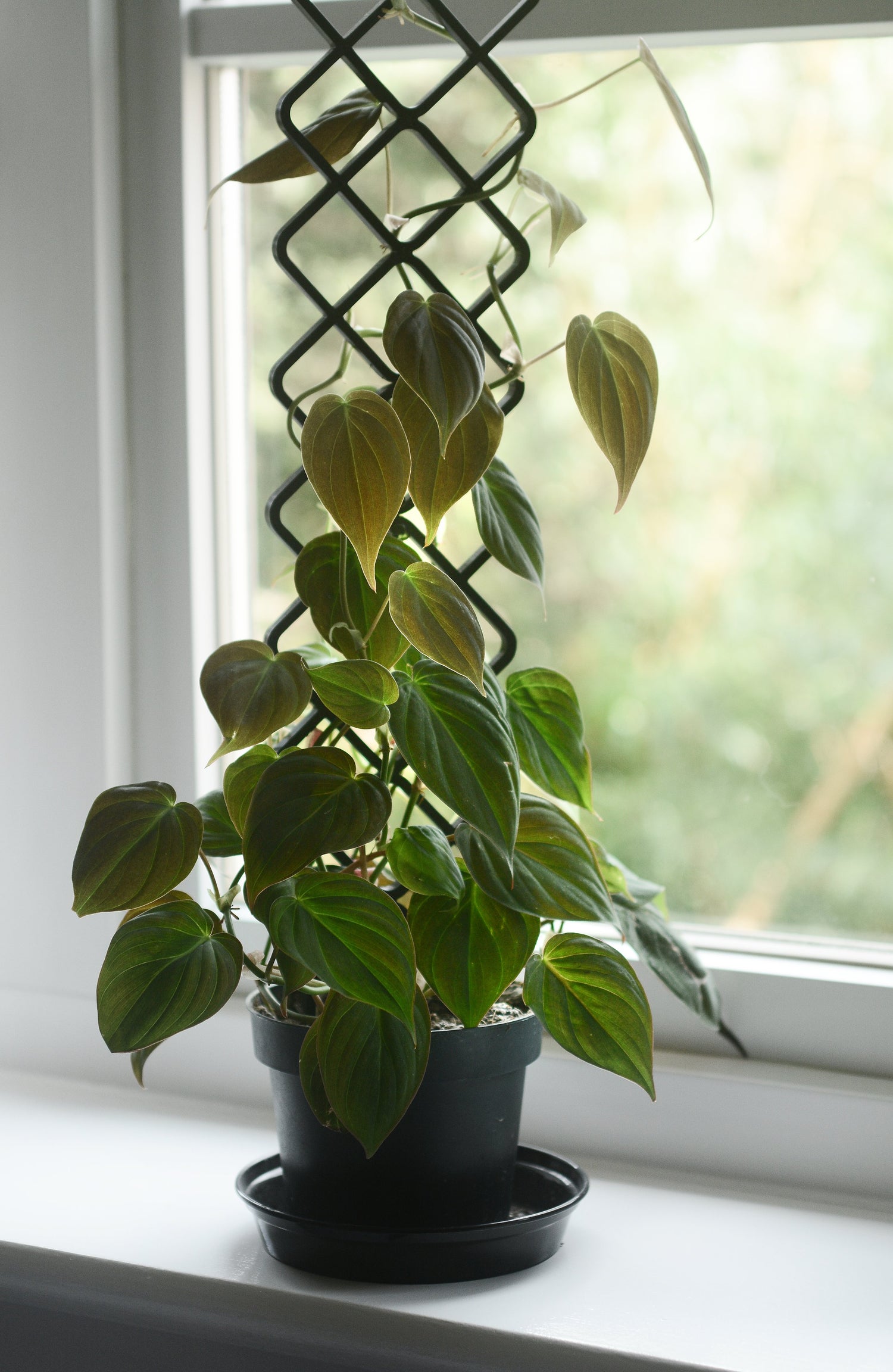 All Plant Care!