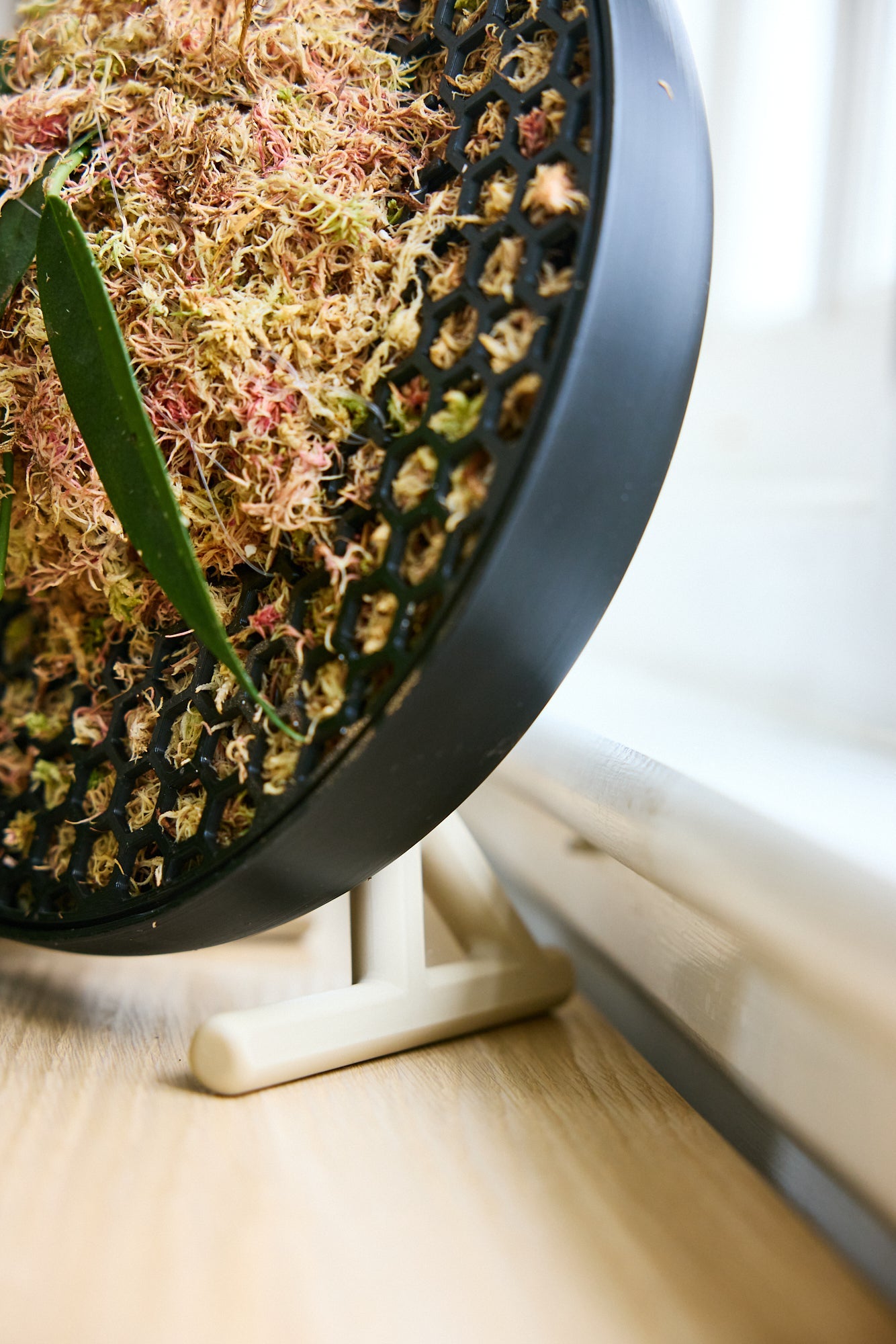 Moss Habitats