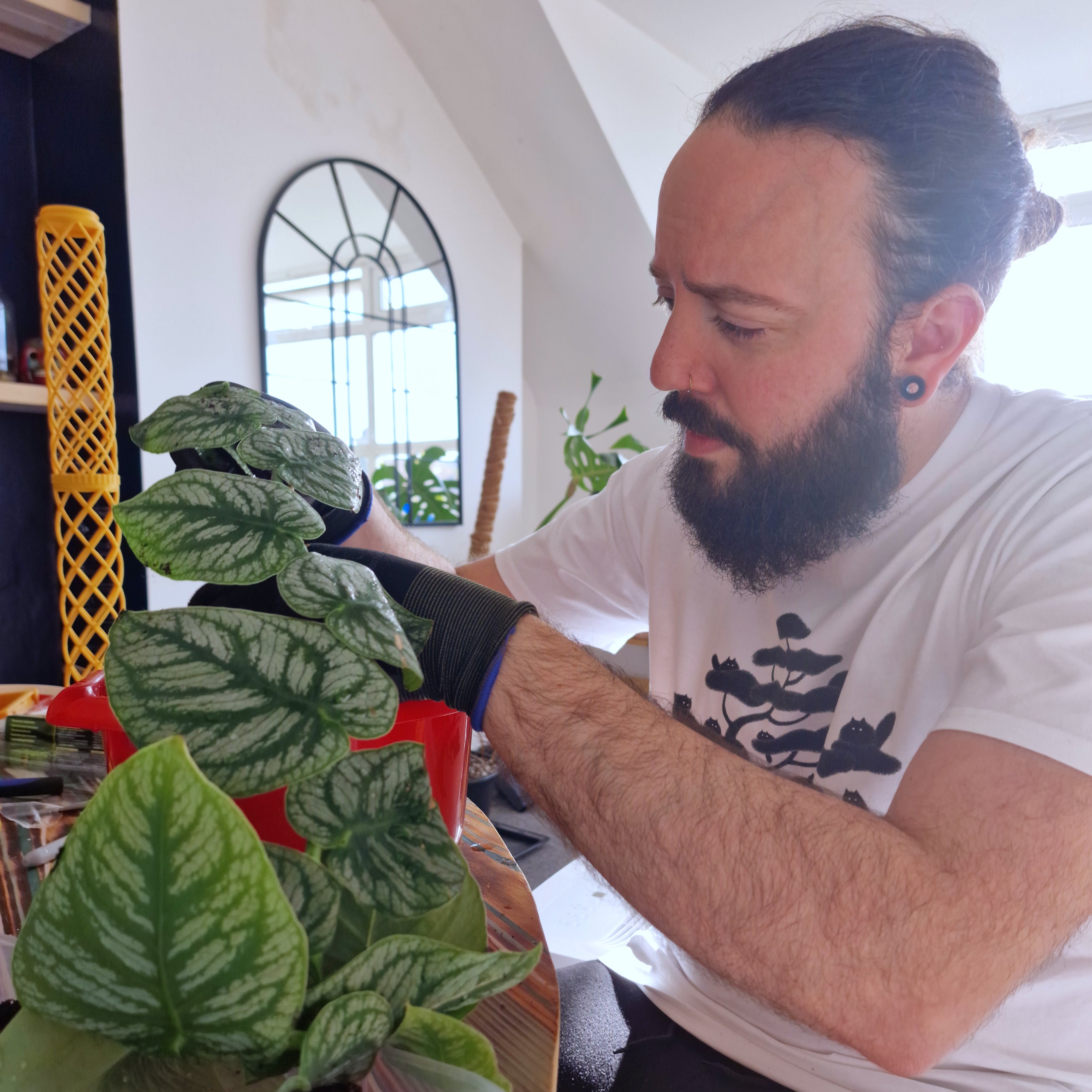 David planting a Dubia