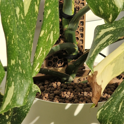 Anchor Insert - Self-watering and SemiHydro growing (Work in Progress)