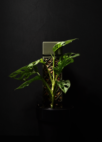 Potted plant with a black background
