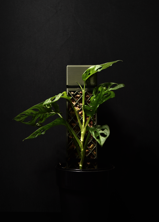 Potted plant with a black background