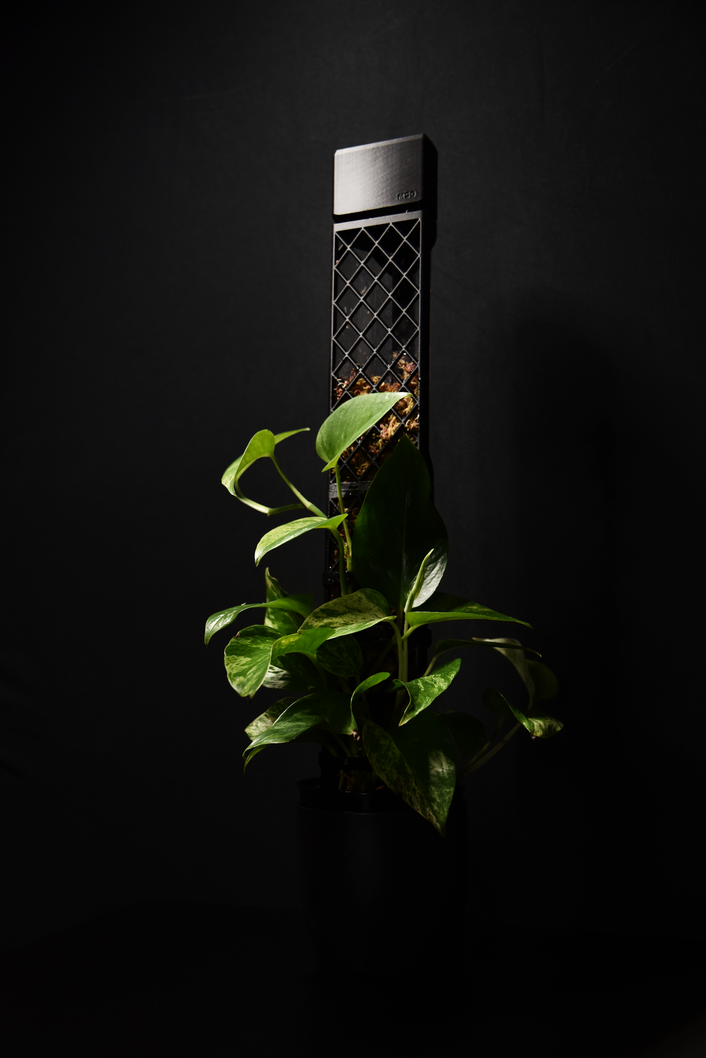 Black moss pole with a plant on a black background