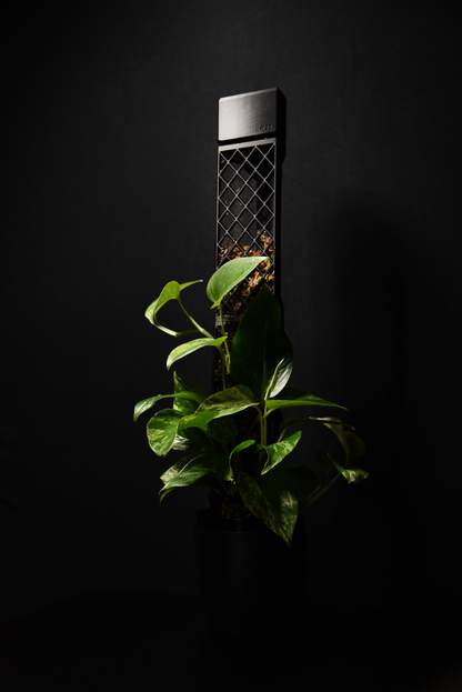 Black moss pole with a plant on a black background