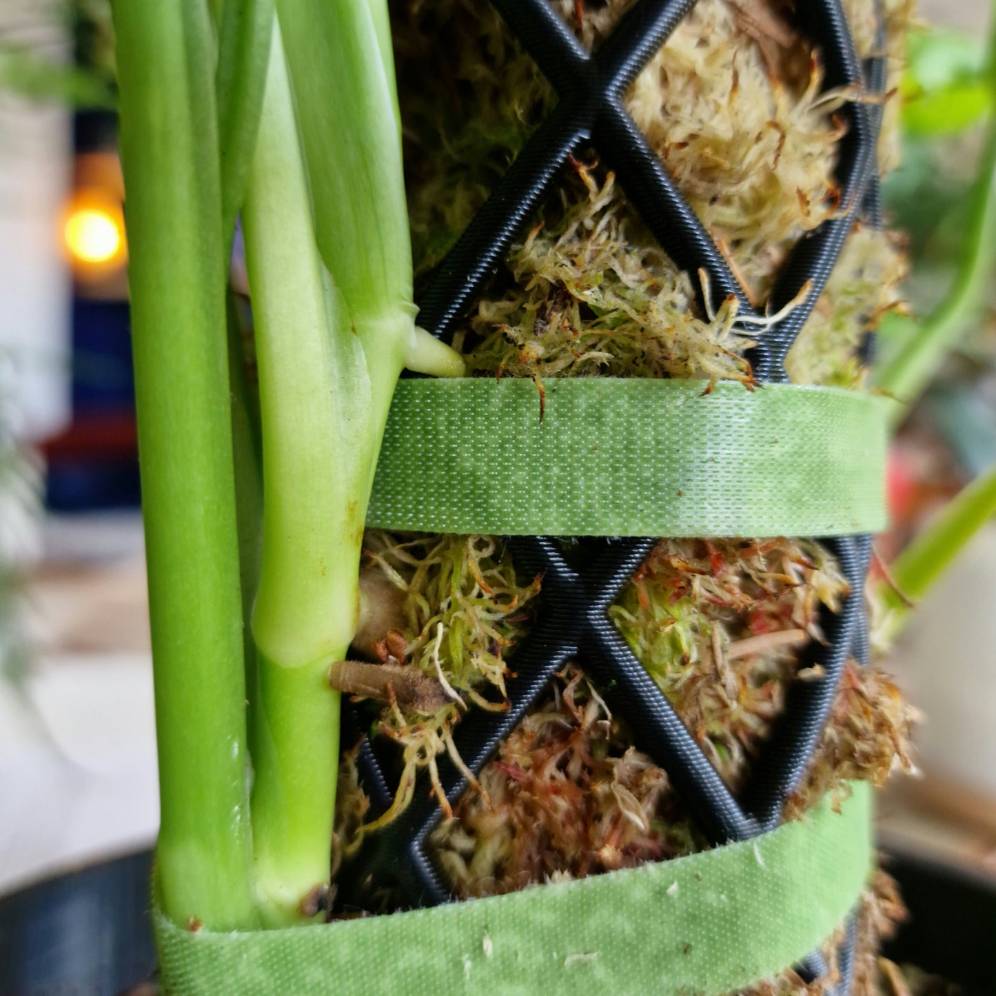 Aerial roots in a moss pole