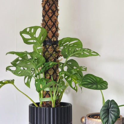 What size and style should I choose for my moss pole? – Mythos3Design