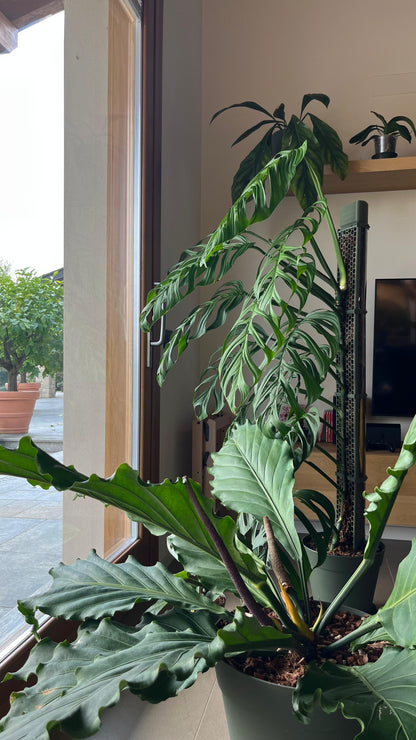 D-Shaped Moss Pole - Honeycomb Pattern