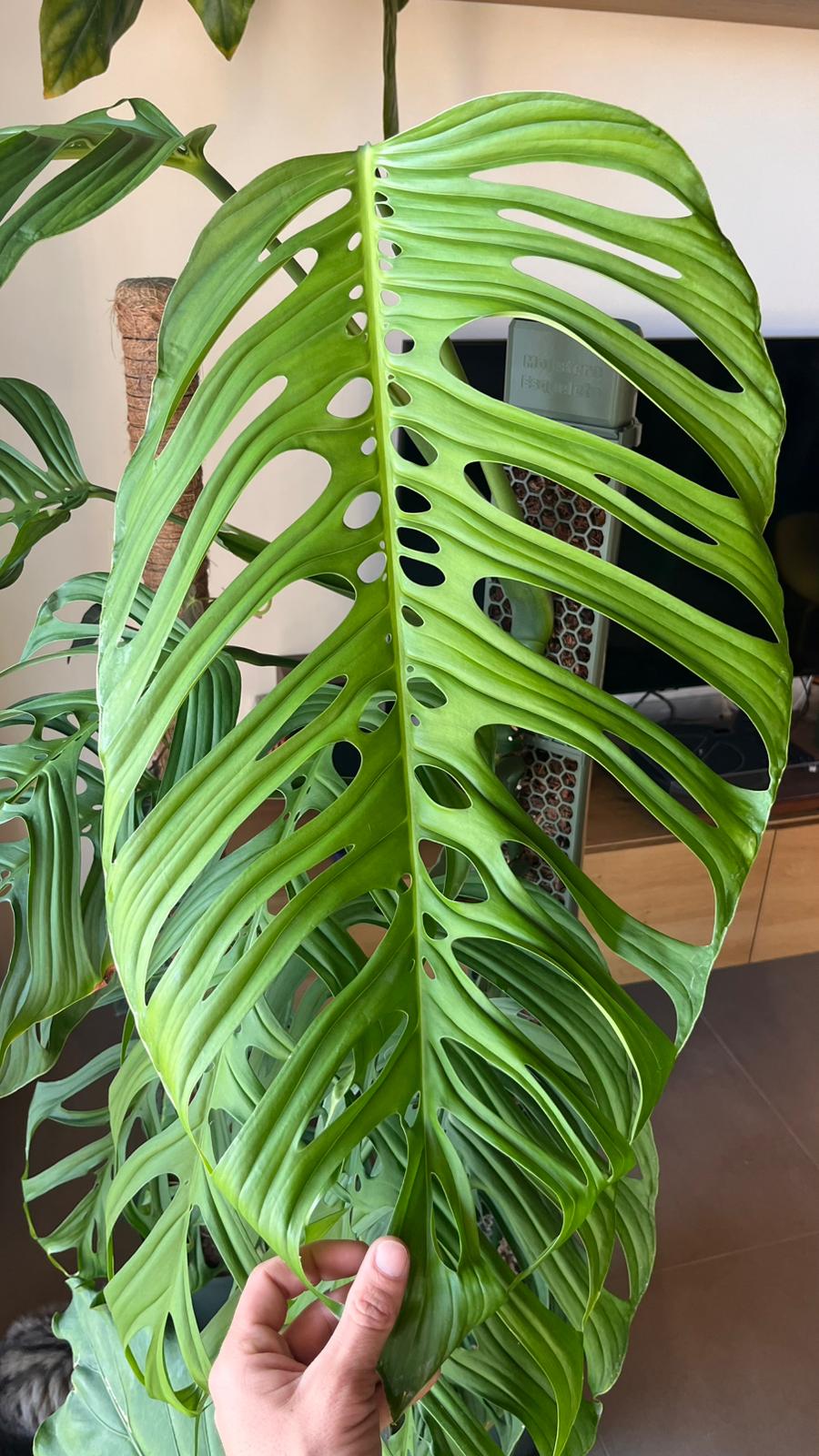 D-Shaped Moss Pole - Honeycomb Pattern