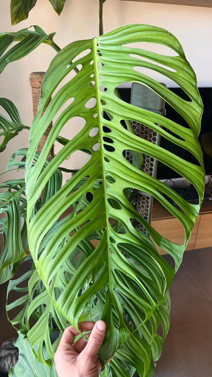 D-Shaped Moss Pole - Honeycomb Pattern