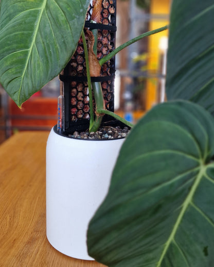 SemiHydro Planter - Kaivo