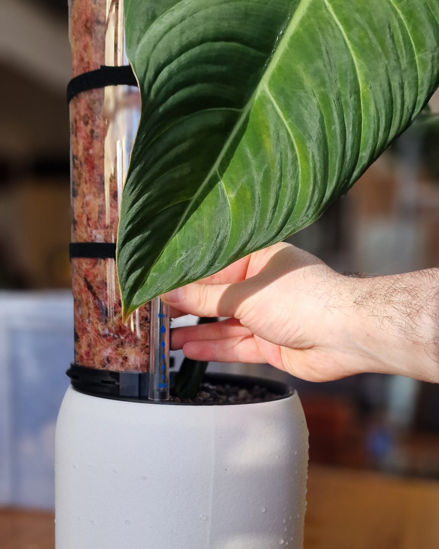 SemiHydro Planter - Kaivo