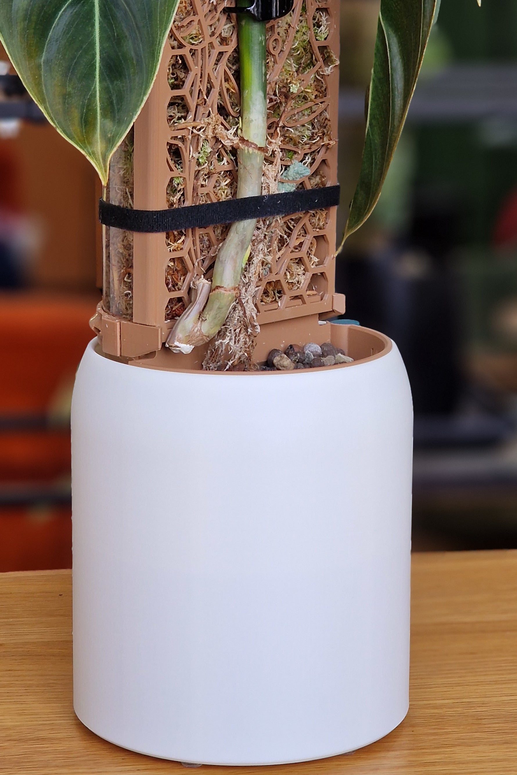 Planters with Built-In Moss Pole: Self-Watering Support - Mix of Colours   Mythos3Design