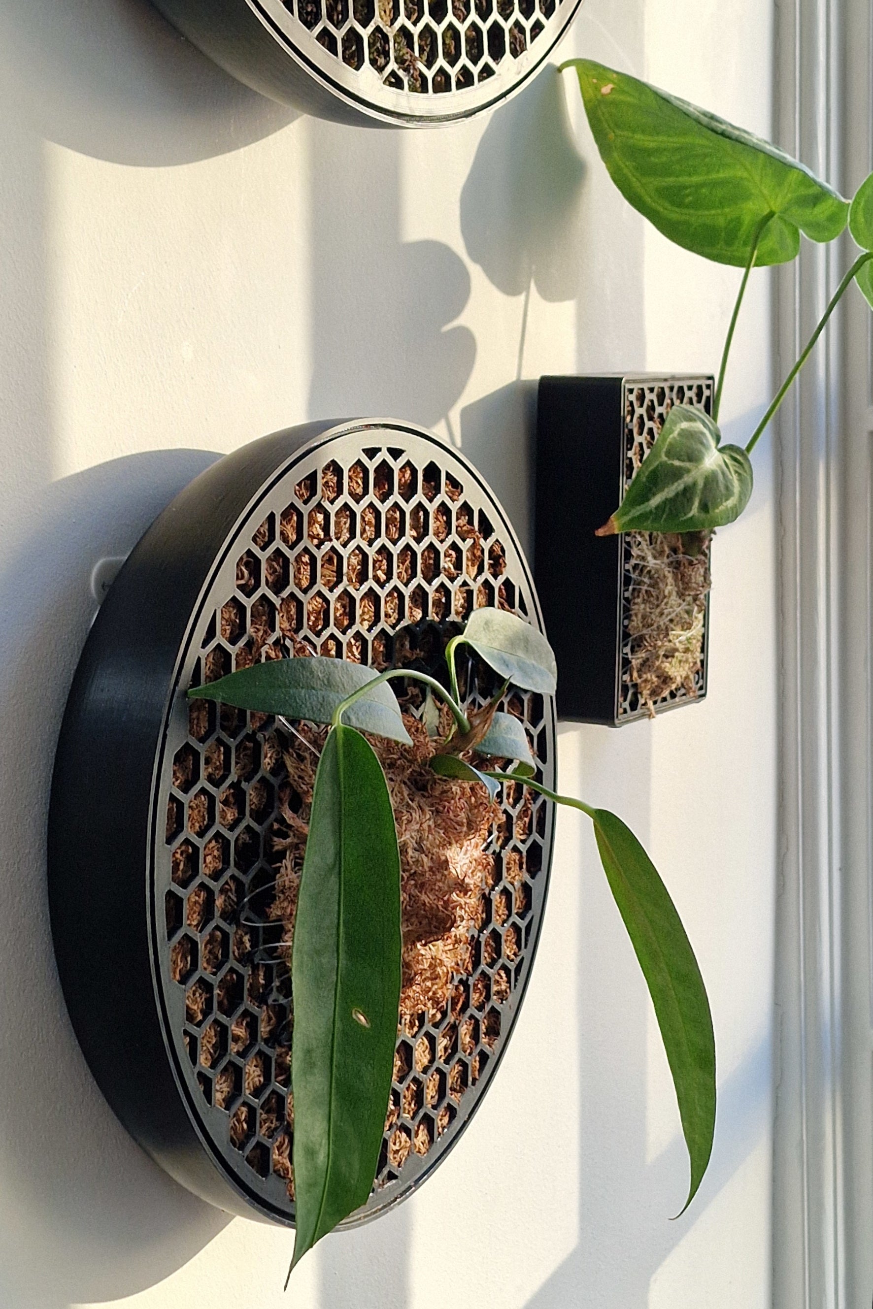 moss pole wall Moss Habitat and Planter, Moss Cage: Koto Small D28