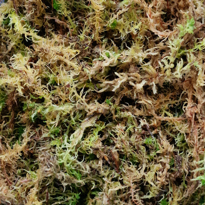 Closeup of Sphagnum moss