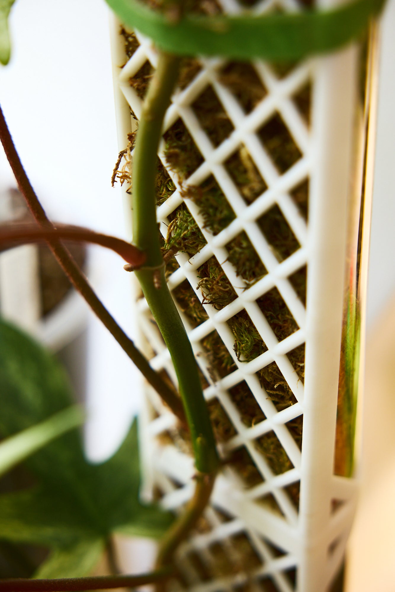 Demi-D-Shaped Moss Pole Kit with SlowDrip Cap (Diamond Pattern)