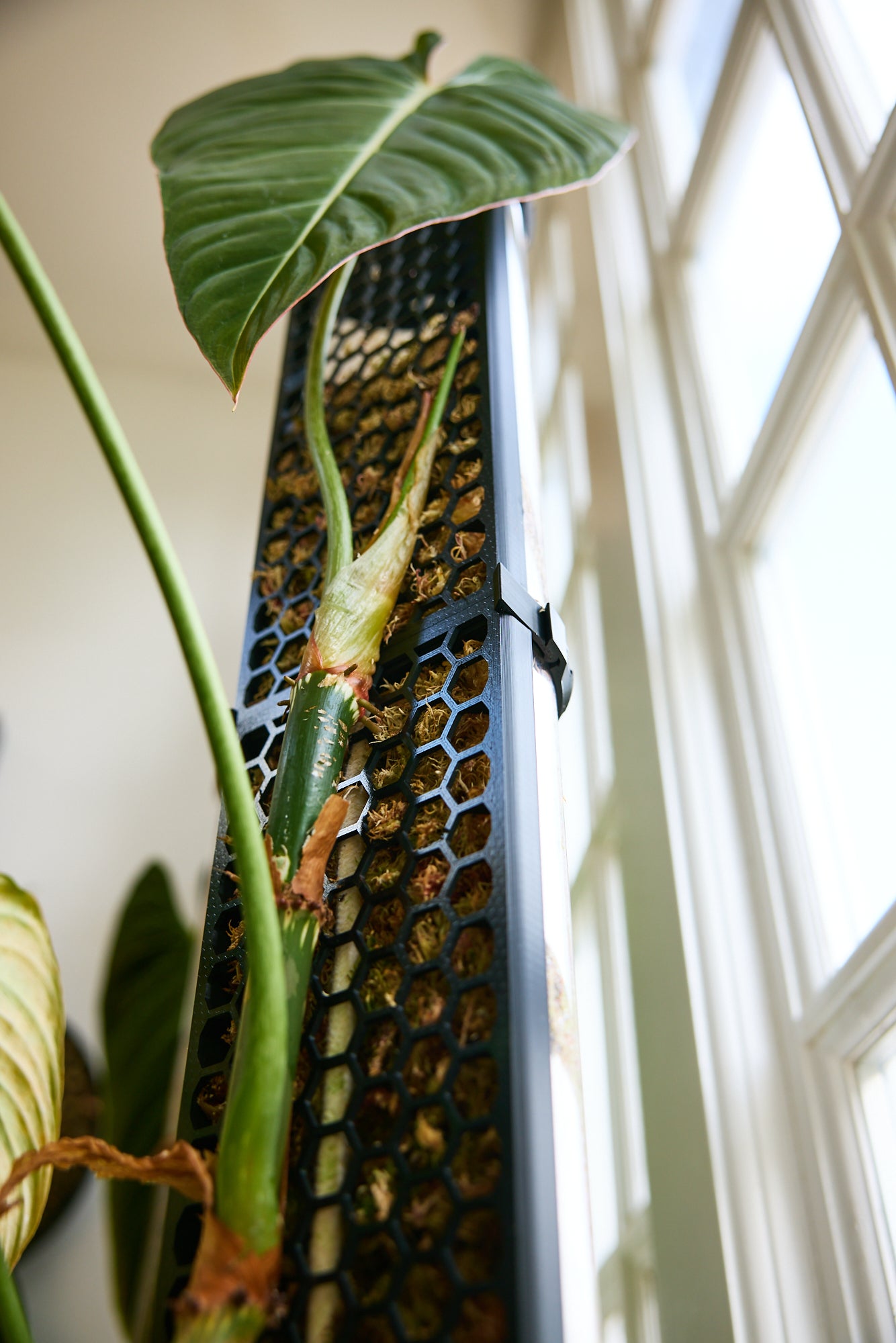 D-Shaped Moss Pole - Honeycomb Pattern