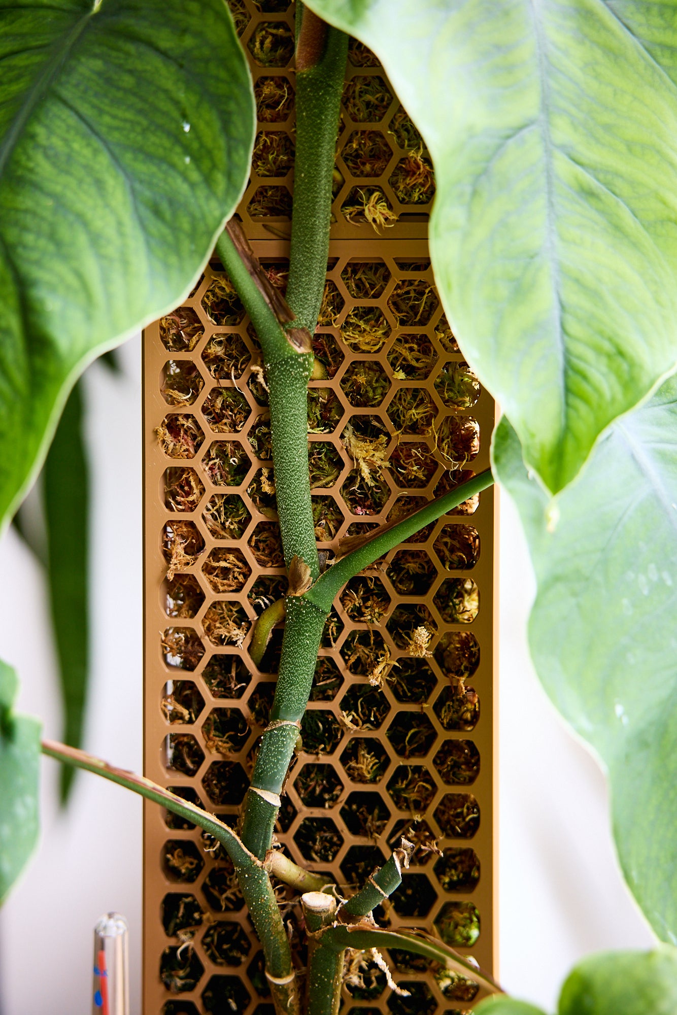 D-Shaped Moss Pole - Honeycomb Pattern