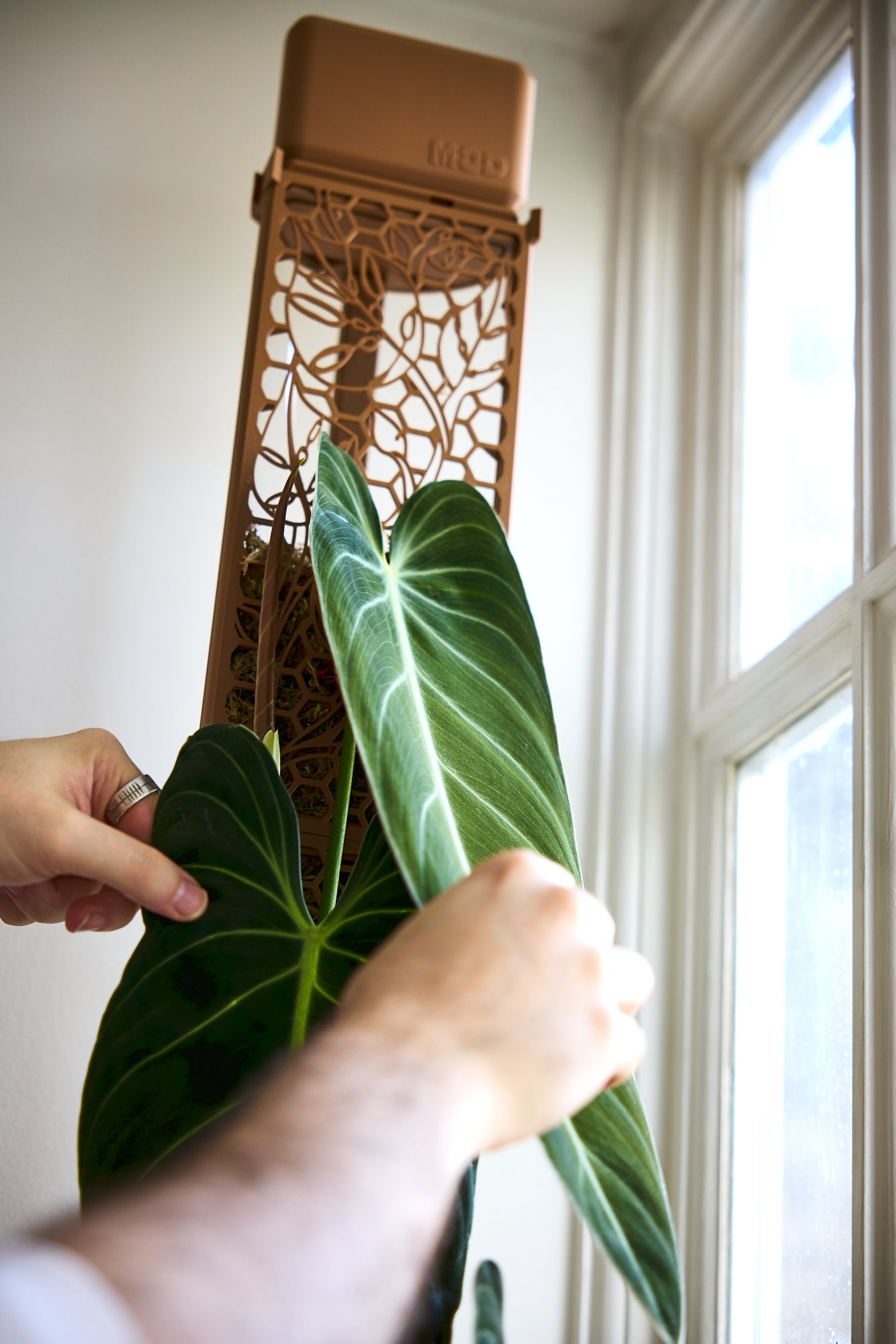 D-Shaped Moss Pole - Monstera Pattern