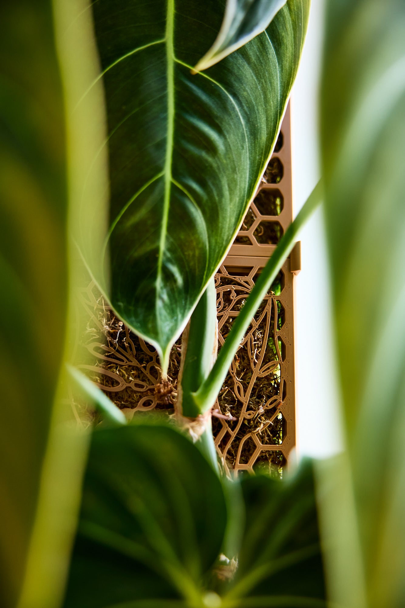 D-Shaped Moss Pole - Monstera Pattern