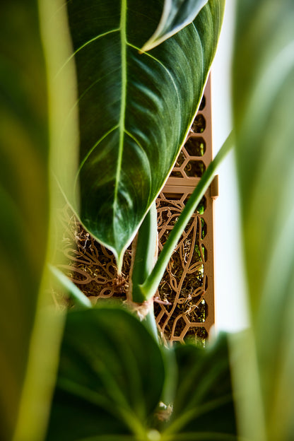 D-Shaped Moss Pole - Monstera Pattern