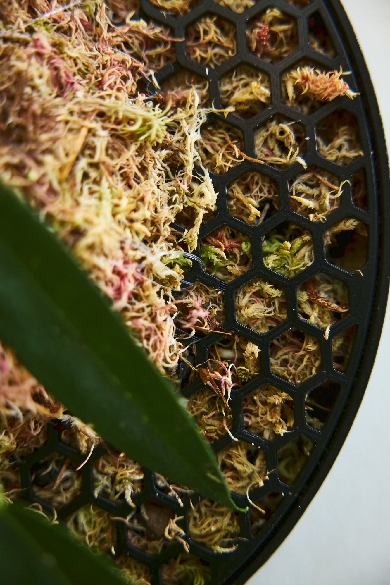 Koto - The Moss Habitat