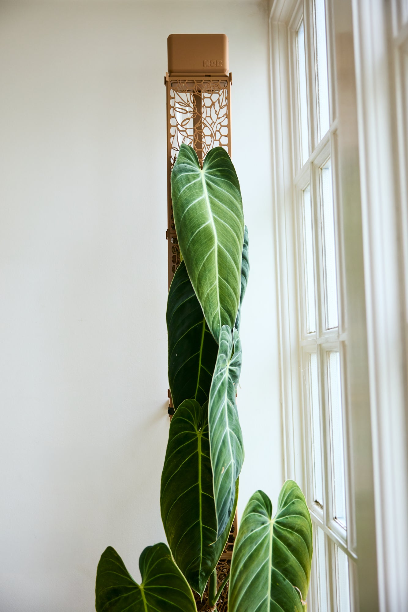 D-Shaped Moss Pole - Monstera Pattern