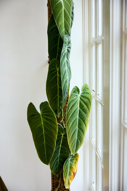 D-Shaped Moss Pole - Monstera Pattern