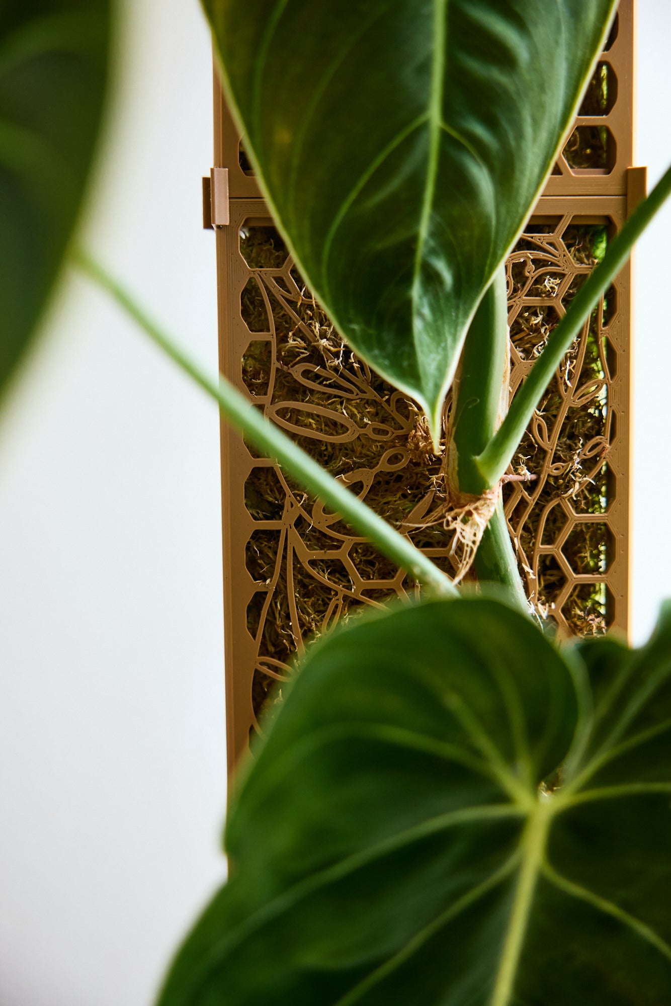 D-Shaped Moss Pole - Monstera Pattern
