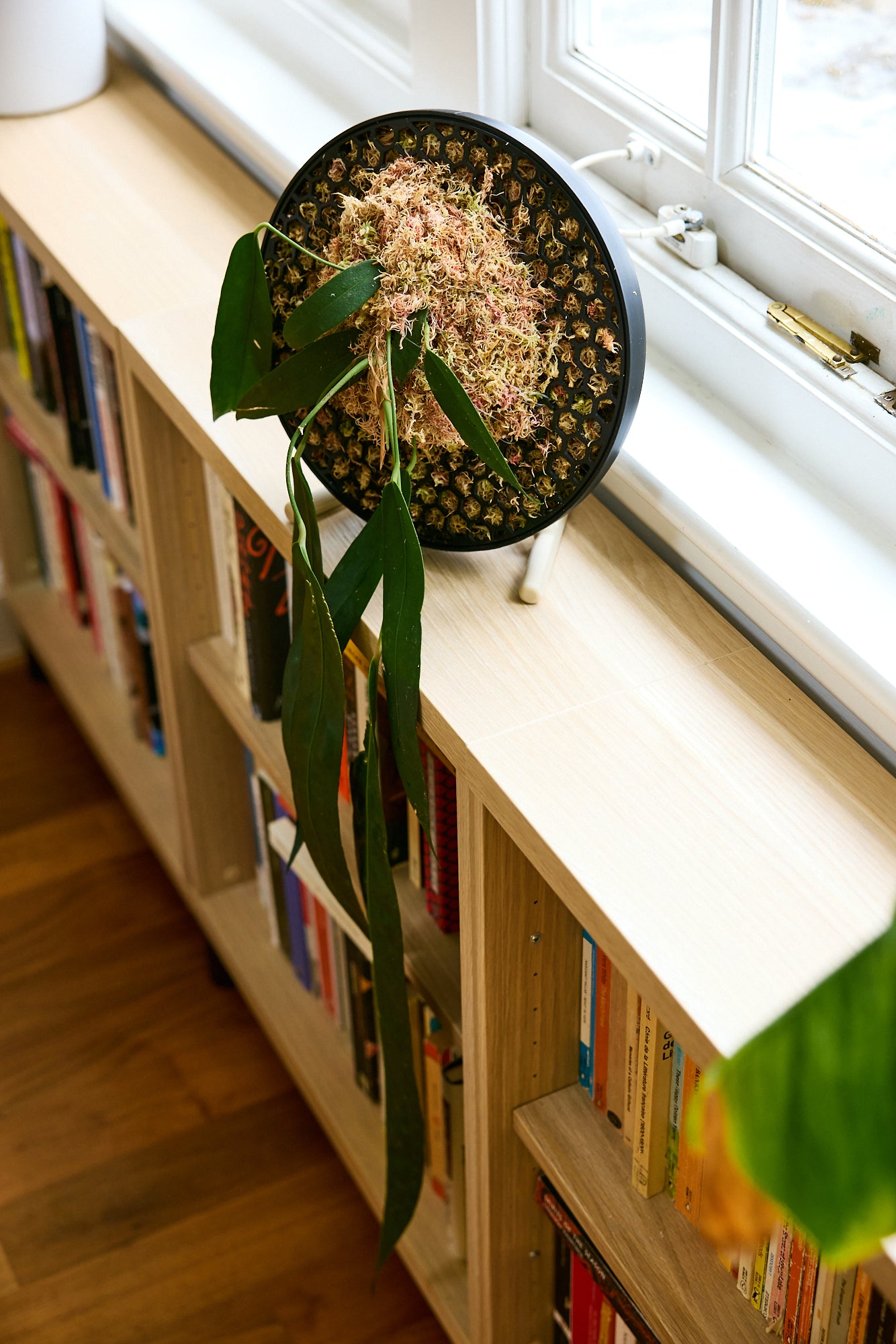 Moss Habitat and Planter, Moss Cage: Koto – Mythos3Design