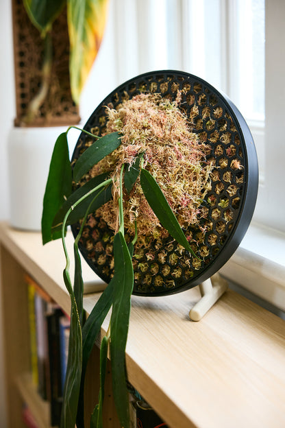 Koto - The Moss Habitat