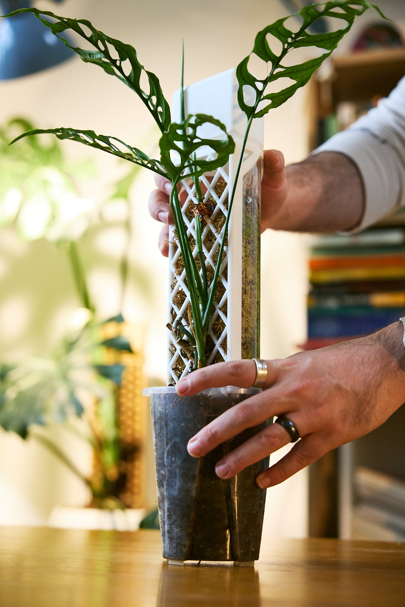 Demi-D-Shaped Moss Pole Kit with SlowDrip Cap (Diamond Pattern)
