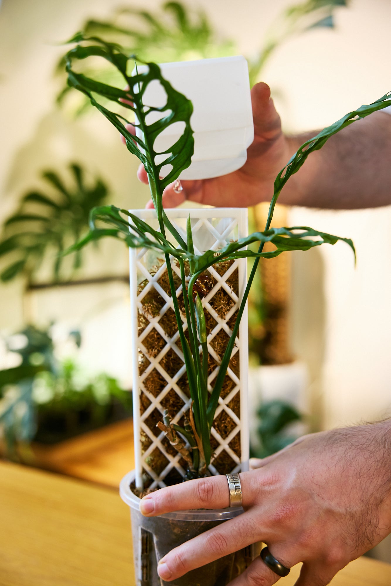 Demi-D-Shaped Moss Pole Kit with SlowDrip Cap (Diamond Pattern)