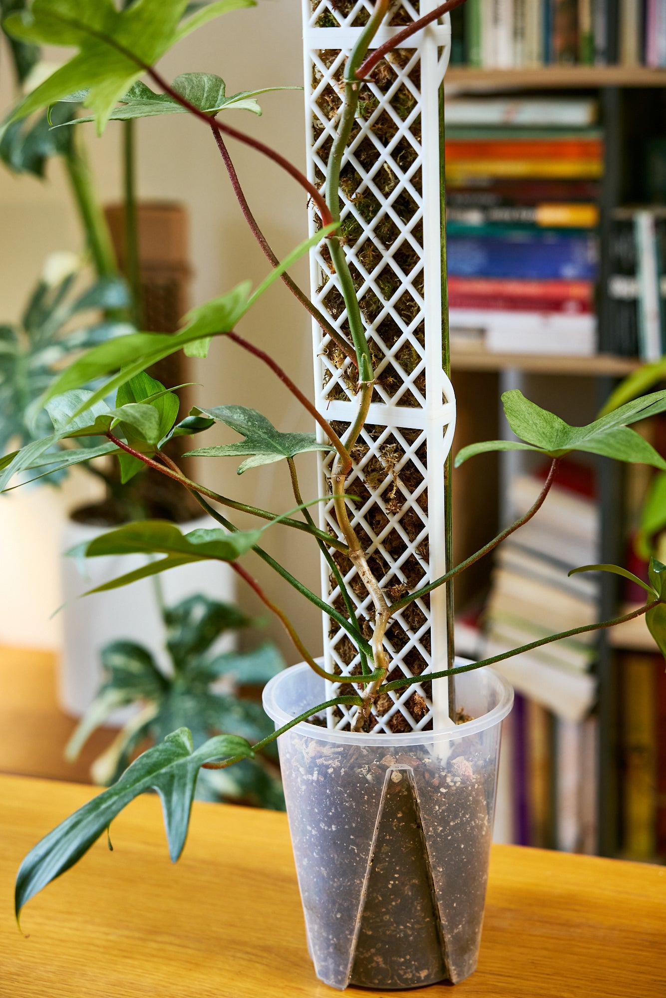 Demi-D-Shaped Moss Pole Kit with SlowDrip Cap (Diamond Pattern)
