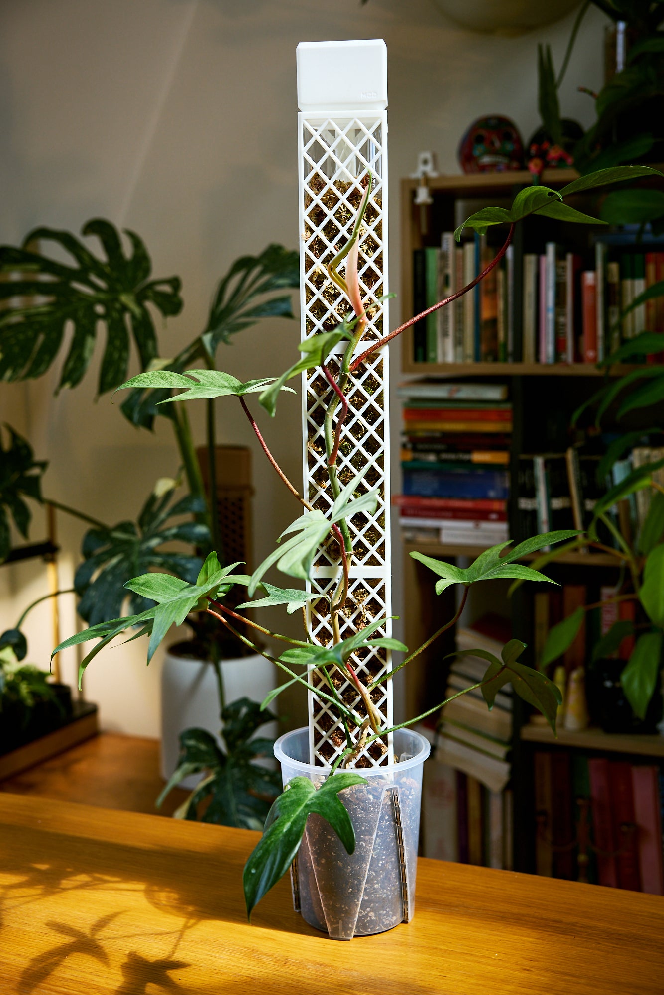 Demi-D-Shaped Moss Pole Kit with SlowDrip Cap (Diamond Pattern)