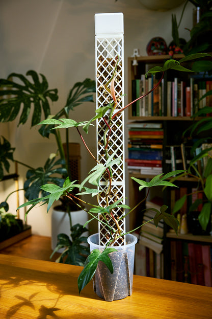 Demi-D-Shaped Moss Pole Kit with SlowDrip Cap (Diamond Pattern)