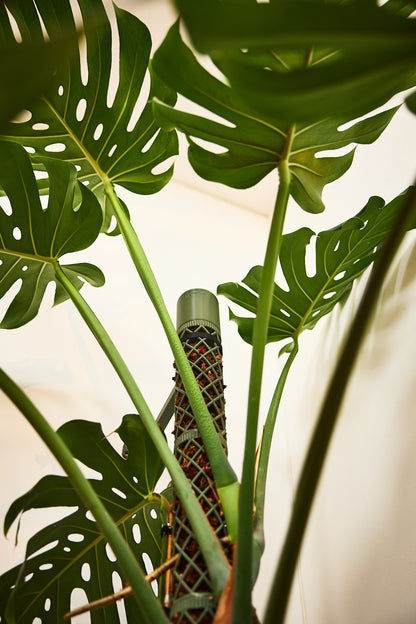 XXL-Line Modular Moss Pole