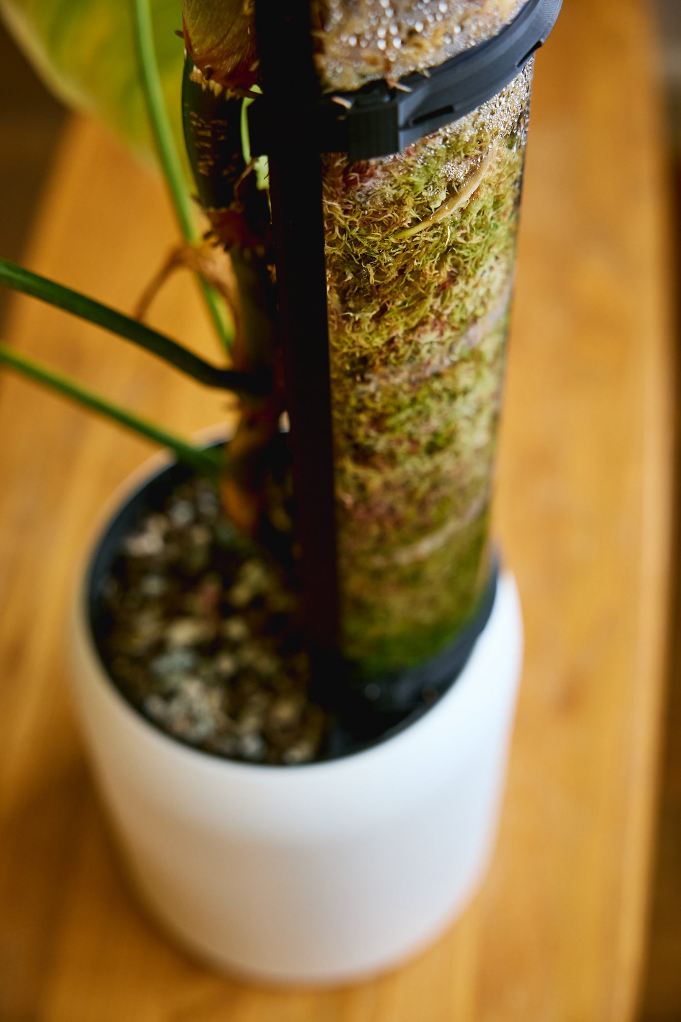SemiHydro Planter - Kaivo