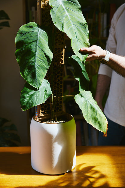 SemiHydro Planter - Kaivo