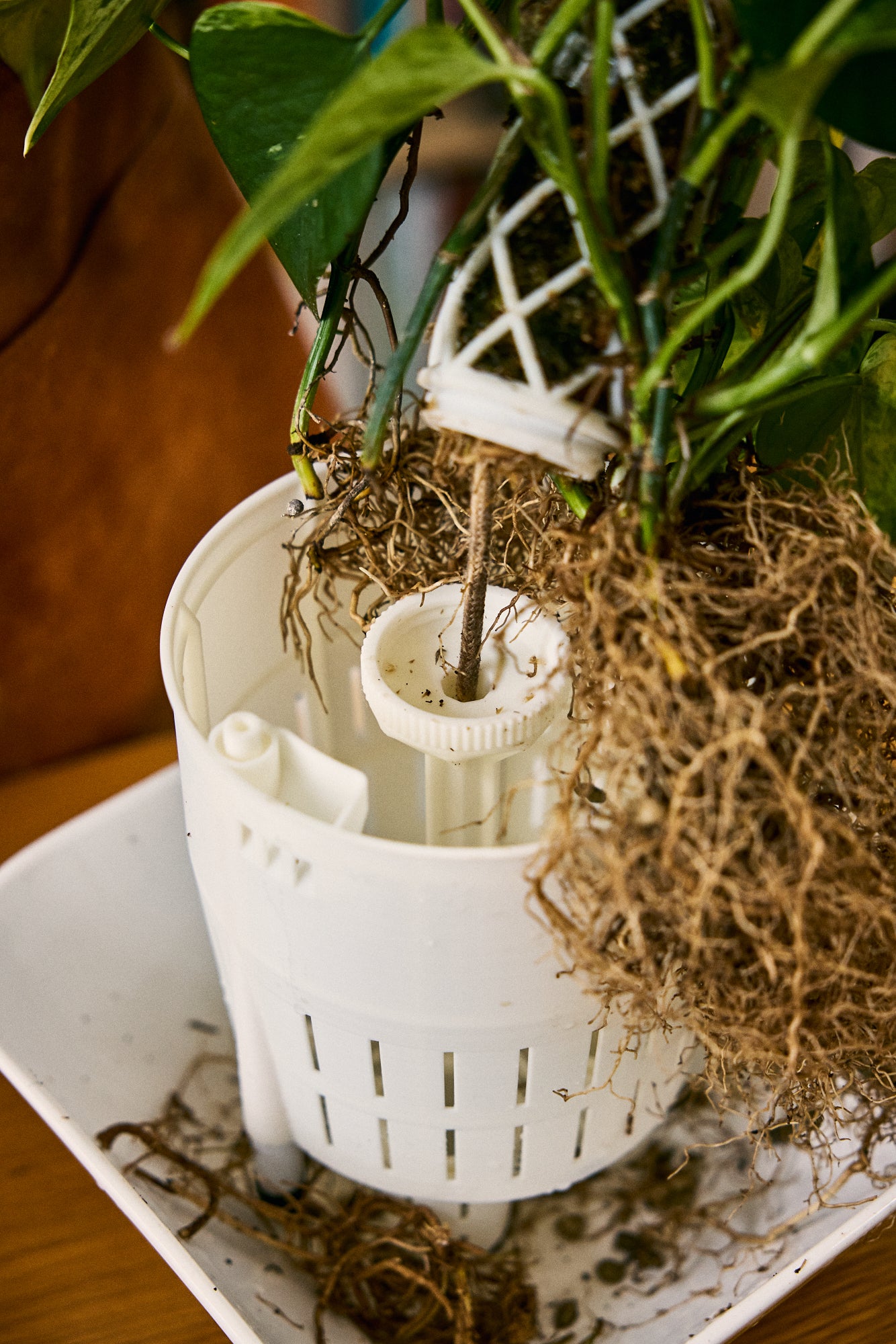 Moss pole being fitted onto an anchor planter