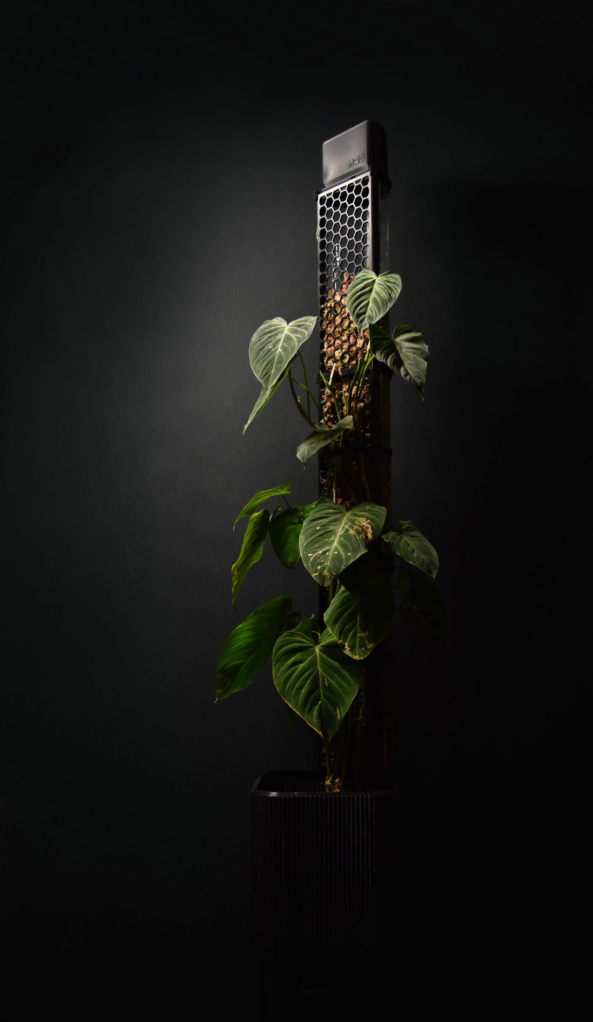 moss pole for rubber plant Moss Pole Anchor Planter: 10 L mega planter for D-Shaped Moss Poles 10 L