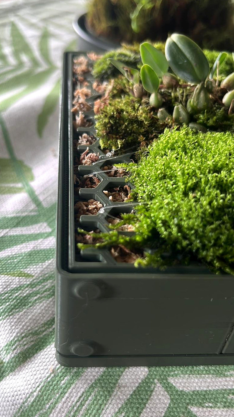 Tupa - The Moss Habitat