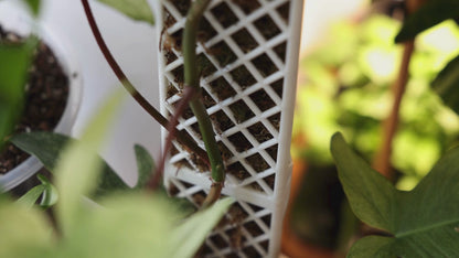 Demi-D-Shaped Moss Pole Kit with SlowDrip Cap (Diamond Pattern)