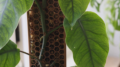 D-Shaped Moss Pole - Honeycomb Pattern